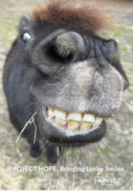 Hope Project Smiling Horse_edited.jpg