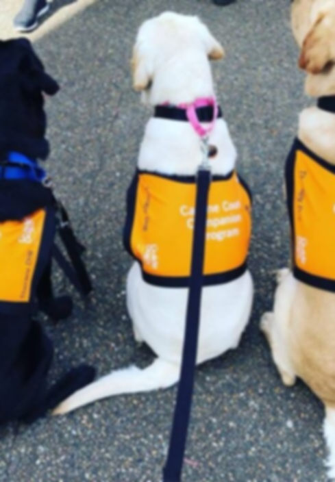 Canine Court Companion Program Dogs.jpg