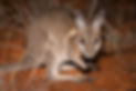 Bridled Nailtail Wallaby.jpg