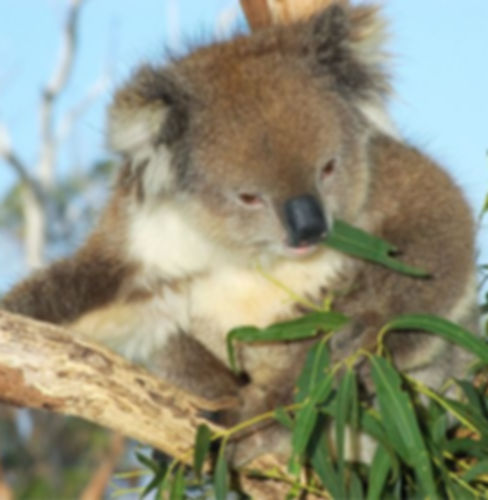 Bunderra Koala Pic.jpg