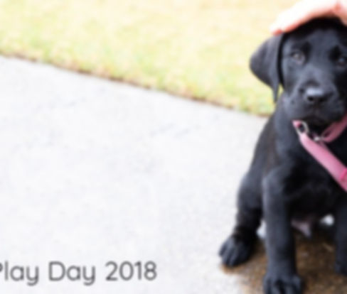 Puppy Play Day.jpg