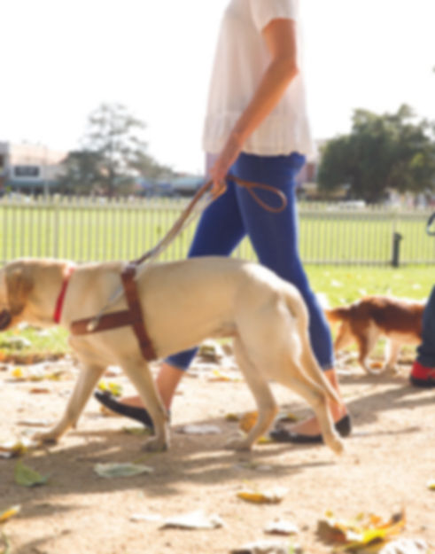 Guide-Dogs-working-in-harness-copy-580x625.jpg