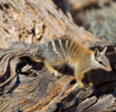 feature-image_Wayne-Lawler_Numbat.png