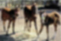 12%20%20Thank%20You%20Card%20Project%20Hope%20Horse%20Welfare%20Victoria%20Inc%20Jun201024