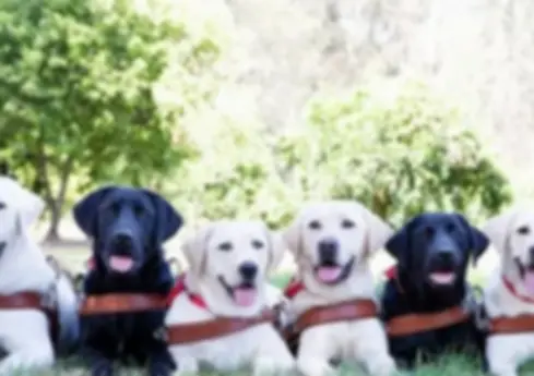 Guide Dog Graduation.webp