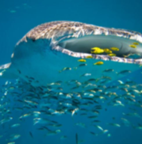 shark.jpg